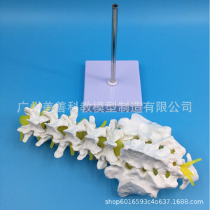 Modèle de vertèbre lombaire humaine 1:1, modèle de vertèbre lombaire naturelle, comprenant cinq vertèbres lombaires, coccyx, bassin, disques intervertébraux - Product Image 3