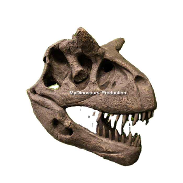 MY DINO恐竜ヘッド化石カルノタウラススケルトン| Alibaba.com
