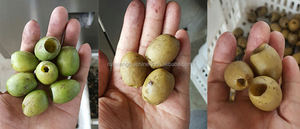 <span class=keywords><strong>Noyau</strong></span> d'olive <span class=keywords><strong>de</strong></span> graine <span class=keywords><strong>de</strong></span> <span class=keywords><strong>litchi</strong></span> <span class=keywords><strong>de</strong></span> cerise <span class=keywords><strong>de</strong></span> date automatique <span class=keywords><strong>de</strong></span> haute qualité enlèvent la machine <span class=keywords><strong>de</strong></span> dénoyautage d'olive - Product Image 6