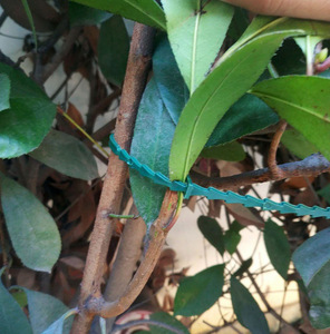 50pcs Adjustable Reusable Garden Cable <strong>Tie</strong> Plant Support Shrubs <strong>Tree</strong> Locking <strong>Tie</strong> - Product Image 3