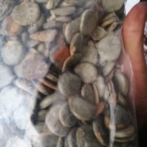 木别子生天然干果苦瓜精液出售 - Product Image 2