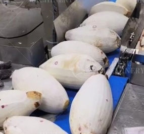 Kunden spezifische <span class=keywords><strong>Mango</strong></span>-Hauts chäl maschine <span class=keywords><strong>Mango</strong></span>-Schäler Taro-Haute ntfernungs maschine - Product Image 5