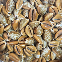Vente en gros Coquillage naturel en vrac Coquillage coloré au miel pour cadeau Décoration intérieure