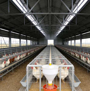 ZHILIAN ZL0204 Endüstriyel Modern Çelik Yapı Prefabrik Tavuk Kümesi Broiler Kümes Hayvan Çiftliği 5 Yıl Garantili Yüksek Yük Kapasiteli - Product Image 2