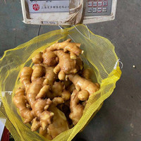 Prix du fournisseur chinois gingembre frais, prix du marché, Nutrition riche gingembre frais
