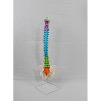 Modèle de colonne vertébrale anatomique de la colonne vertébrale humaine flexible en PVC 3D avec nerfs anatomie didactique nerfs pelvis pour la science