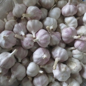 Nueva cosecha de ajo fresco de alta calidad a precio de fabricante a granel y fresco - Product Image 5