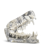 Modelo de Perro de PVC Ecológico y Colorido para Enseñanza de Anatomía Veterinaria y Cuidado Dental