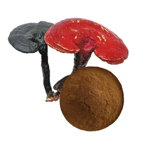 Doğal Ganoderma lucidum tozu mantar özü tozu