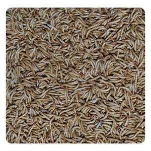 OEM Brand 100% Natural Yellow Mealworms High Protein No Artificial Colors Wholesale Bird Food Dried Bread <strong>Worms</strong> <strong>for</strong> Hamsters - Product Image 3
