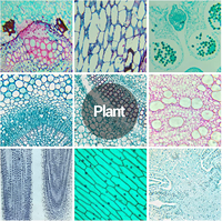 100PCS Mix Biology Prepared Microscope Slides Set for High School Middle School Plant Animal Microorganism ISO