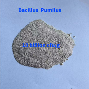 Top Quality Purificar A Qualidade Da Água 20 Bilhões <span class=keywords><strong>Bacillus</strong></span> Subtilis Bactérias Nitrificantes Para Lagoas - Product Image 2