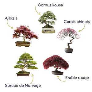 Kit d'outils de bonsaï unique pour une utilisation au sol comprenant des ciseaux et de l'<span class=keywords><strong>engrais</strong></span> Cadeau original pour la culture et la décoration de plantes naturelles - Product Image 5