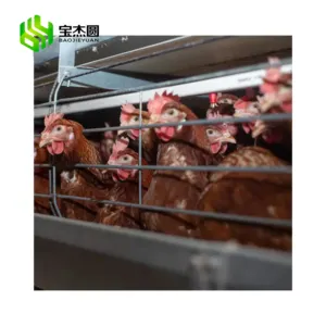 Cheap Price A Type 4 Tier 10000 Egg Laying Poultry Farm Battery Layer Automatic Chicken Cages In Nigeria