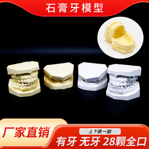 Modelos de yeso dental para mandíbula superior e inferior, modelos de cavidad oral para enseñanza, para uso adulto. - Product Image 5