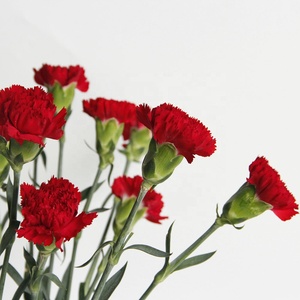 Flores de corte fresco a granel, plantas decorativas de Agricultura de China, flores de corte fresco, clavel rojo - Product Image 5