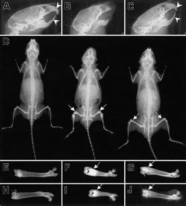 Escáner CT Veterinario Profesional de Alta Resolución de 16 bits para Imágenes Óseas de Hámsteres, Máquina de Tomografía Computarizada para Microanimales Exóticos - Product Image 3