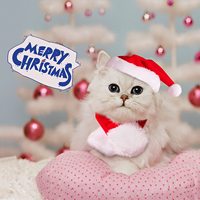 Ensemble chapeau et écharpe de Noël CHUUYU pour animaux de compagnie, motif festif rouge, pour chiens et chats, accessoires de déguisement pour les fêtes
