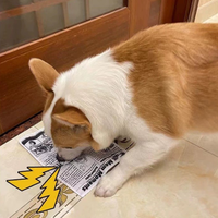 Jouet interactif en peluche pour chien Crinkle Newspaper Poker avec fonction de dentition à mâcher pour chiot Play