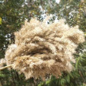 Herbe de la Pampa G24 haute <span class=keywords><strong>et</strong></span> volumineuse, en boîte carton, marron, séchée, pour décoration de mariage, style bohème, <span class=keywords><strong>bouquet</strong></span> de <span class=keywords><strong>fleurs</strong></span> naturelles - Product Image 1