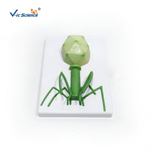 Juego de <span class=keywords><strong>4</strong></span> Modelos de Estructura de Virus, Modelo Anatómico de Microorganismos Ampliados, Material Didáctico para Laboratorio Biológico y Escuela, CE/ISO/ROHS/CNAS - Product Image 2