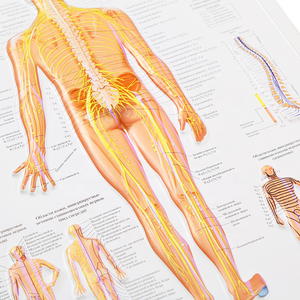 Mapa anatômico da parede 3D do sistema digestivo Gráfico anatômico dos órgãos humanos - Product Image 1