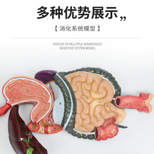 Modèle du système digestif humain ; section transversale de l'appareil gastro-intestinal ; nasopharynx ; modèle d'anatomie gastrique ; proctologie : petit modèle et modèle de proctologie. - Product Image 3