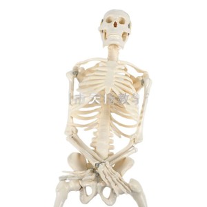 Modelo de Esqueleto Humano de 85 cm, Modelo de Anatomía Humana, Equipo para Experimentos Biológicos, Modelo de Enseñanza Médica al por Mayor - Product Image 2