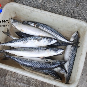 เครื่องแล่เนื้อปลาอัตโนมัติ FGB-170 สำหรับปลาทิลาเปีย ปลาคอด ปลาไวท์ฟิช และปลาเทราท์ - Product Image 3