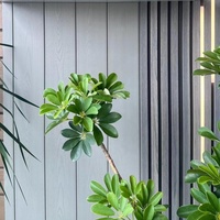 Panneau mural WPC Greenwood 120x13mm 3ème génération Matériau ASA Imperméable Ignifuge Panneau WPC pour la décoration murale de la maison et de l'hôtel