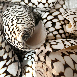 Grosir cangkang alami asli Conus Marmoreus kerang warna-warni untuk hadiah Dekorasi Rumah - Product Image 5