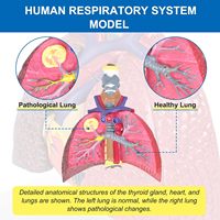 Modèle anatomique du système respiratoire humain : larynx, trachée, poumon, cœur pour la démonstration pédagogique en biologie et en faculté de médecine