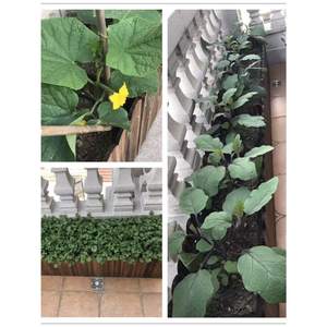 Jardinière carrée rustique en bois carbonisé, sur pied, durable, pour plantes potagères et succulentes - Product Image 4