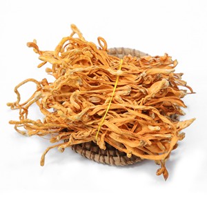 Venta al por mayor Spore Head Cordyceps Fungus Mejor precio Cordyceps Militaris Cordycepin orgánico seco - Product Image 3