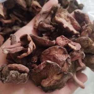 Hongos Silvestres Chinos <span class=keywords><strong>Boletus</strong></span> <span class=keywords><strong>Luteus</strong></span>, Hongos <span class=keywords><strong>Boletus</strong></span> <span class=keywords><strong>Luteus</strong></span> Pegajosos en Venta - Product Image 4