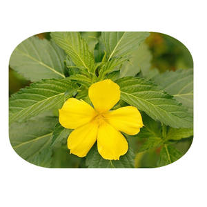 निर्माता आपूर्ति प्राकृतिक Damiana निकालने 4 1 Damiana पत्ता निकालने - Product Image 2