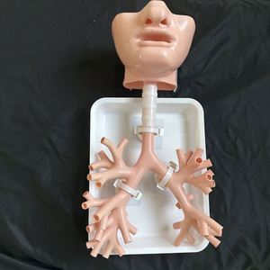 KyrenMed broncoscopia simulatore di allenamento Bronchi albero bronchiale modello bronco 4 con bocca orale vassoio e supporto colore della pelle - Product Image 2