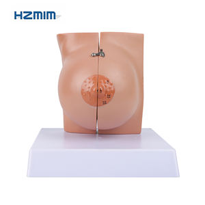 Modelo anatómico de la glándula mamaria en período de descanso Modelo de mama humano de ciencia médica en PVC para escuelas de medicina - Product Image 2