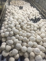 Coco Fresco Entero con Cáscara en Forma de Diamante, Grado A de Ben Tre, Coco Joven Fácil de Abrir, 12 cm, 500-800 kg