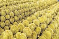 2025 harga grosir asam Amino Chelate rumput laut NPK larut air Buah Durian khusus pupuk Nangka