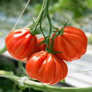 30x96m nông nghiệp nhà kính Đường Hầm hệ thống thủy canh Cấu trúc khung cho phát triển - Product Image 3