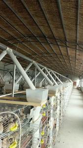 <span class=keywords><strong>Jaula</strong></span> para poner <span class=keywords><strong>Codorniz</strong></span> con capacidad <span class=keywords><strong>de</strong></span> 360 codornices, <span class=keywords><strong>jaula</strong></span> con colector <span class=keywords><strong>de</strong></span> huevos y alimentador, HJ-QC400A - Product Image 6