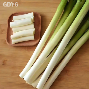 <span class=keywords><strong>Cebolla</strong></span> de Primavera <span class=keywords><strong>Congelada</strong></span> IQF, Calidad de Mercado Fresco de China, Pura y Natural, Suministro al por Mayor para Importadores y Compradores - Product Image 2