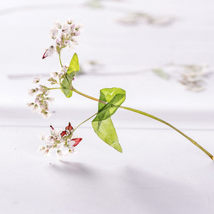 Doğal Karabuğday Çiçekleri Saplı Kurutulmuş Bitkiler, Preslenmiş Çiçek İşleri, Reçine Takı Yapımı, Ev Dekorasyonu için - Product Image 4