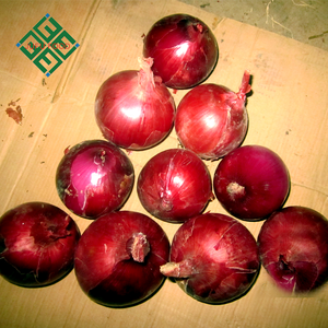 Экспорт Свежий маленький лук из Китая желтый лук красный лук - Product Image 2