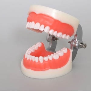 โมเดลการฝึกฟันปลอมแบบถอดได้การสอนเกี่ยวกับวินัยทางทันตกรรมแพทย์ฝึกหัดฟันรุ่นฟัน32 - Product Image 4