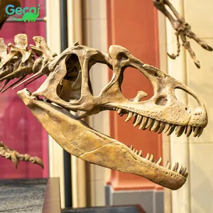 Museu Réplicas Gecai Dinossauro Fósseis Ossos Real Dinossauro Cabeça Esqueleto Modelo Para Venda