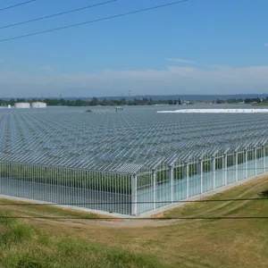 工厂价格花园蔬菜种植小玻璃温室农业用于销售