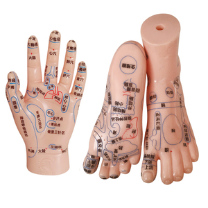 El Ayak Kulak Modeli Meridyen Akupunktur Noktası Refleks Bölgesi 17cm Yüksek Çözünürlüklü Çin Tıbbı Öğretimi - Product Image 3