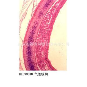 Tracheal longitudinal section; Histology and embryology; Respiratory system; Animal and plant section specimens; <b>Microscope</b> - Product Image 3